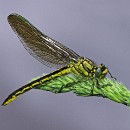 031b Ursula Siegmann